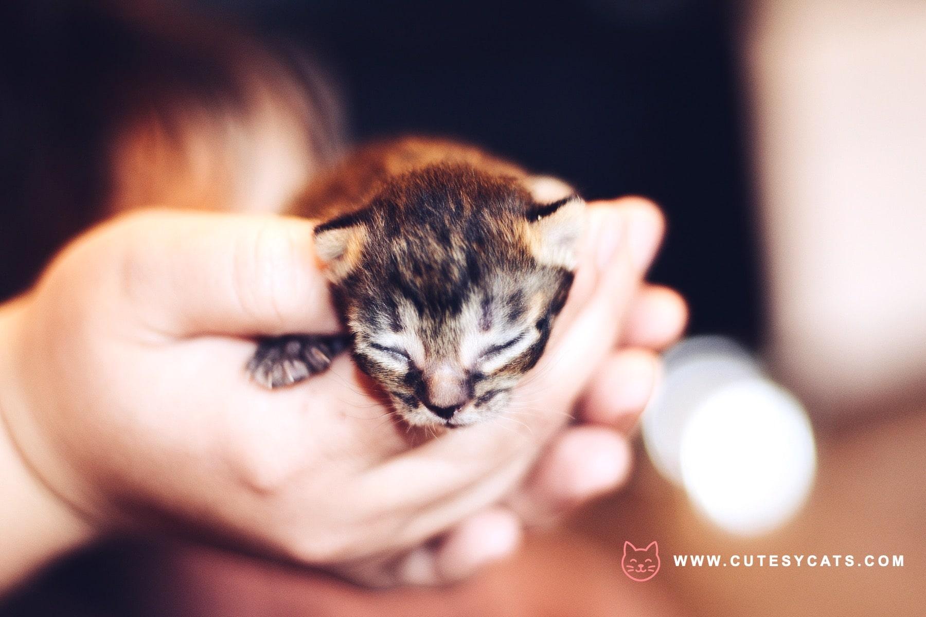 A Comprehensive Guide to Cat Health at Every Age