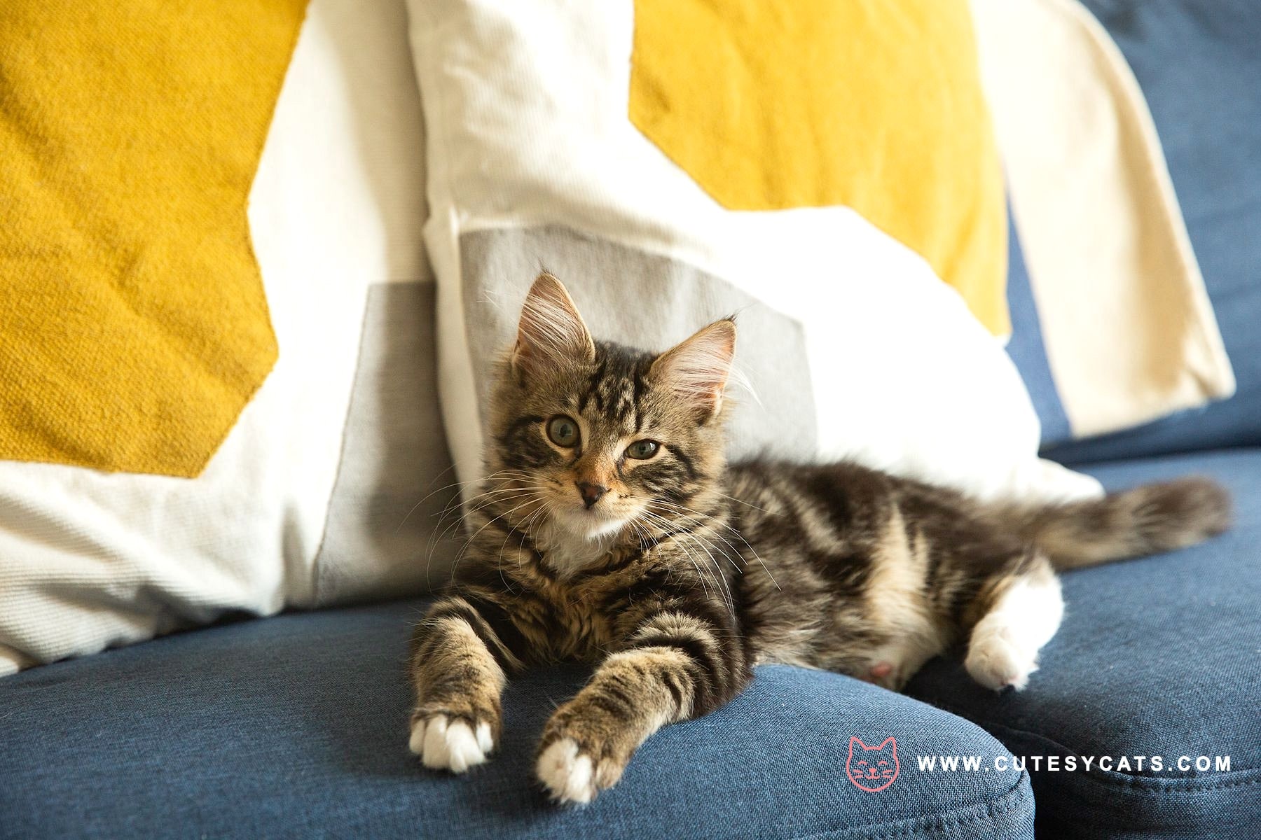 A Comprehensive Guide to Cat Health at Every Age