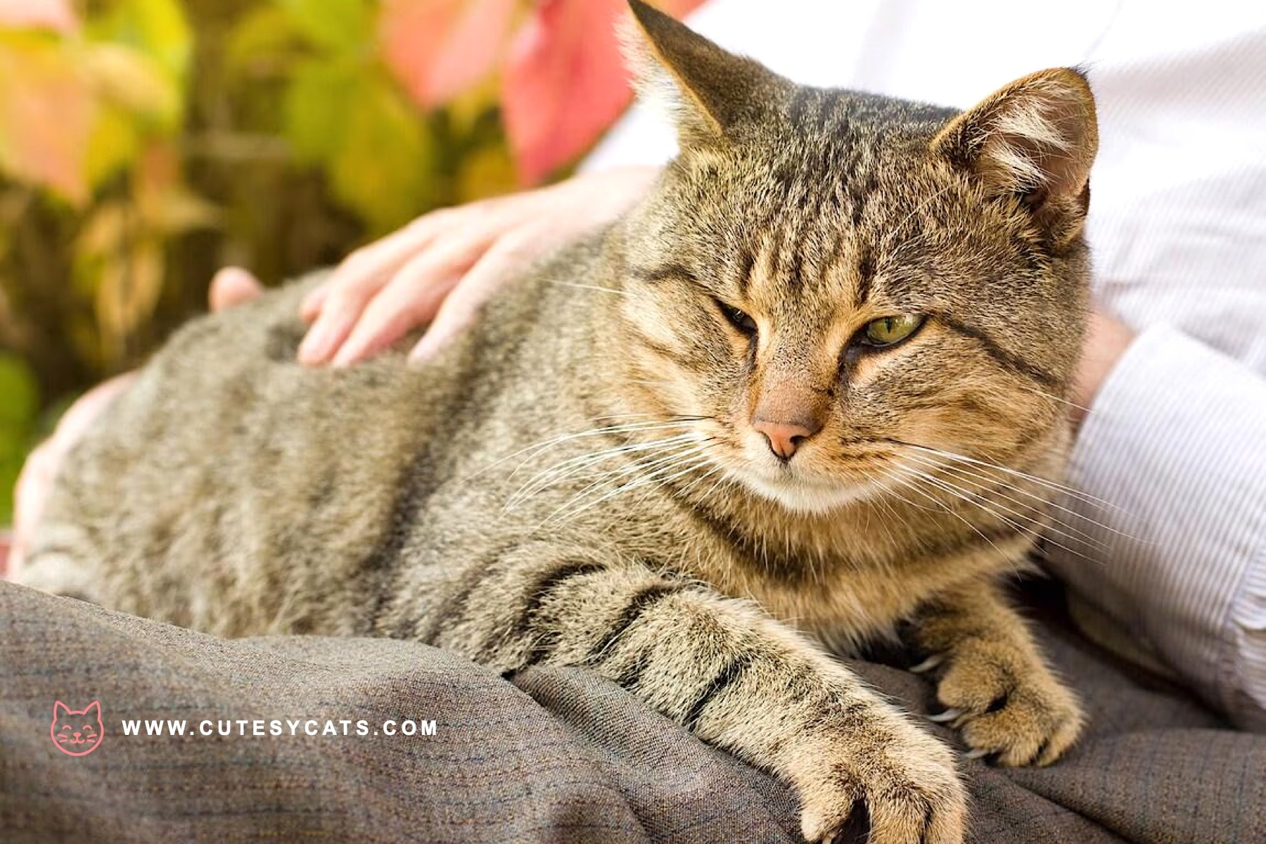 A Comprehensive Guide to Cat Health at Every Age