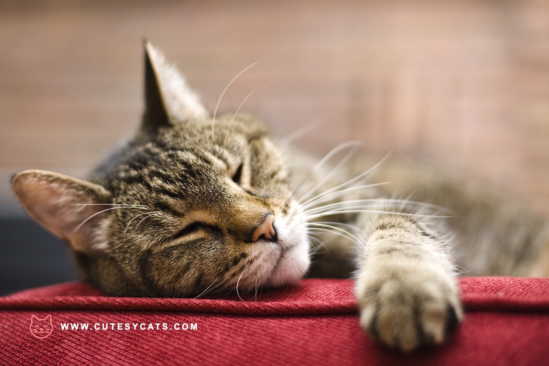 A Comprehensive Guide to Cat Health at Every Age