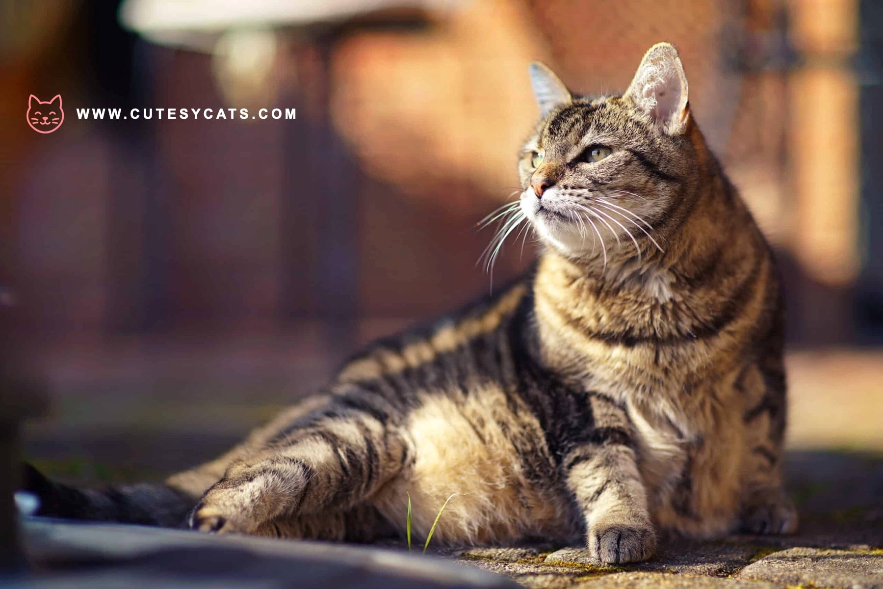 A Comprehensive Guide to Cat Health at Every Age