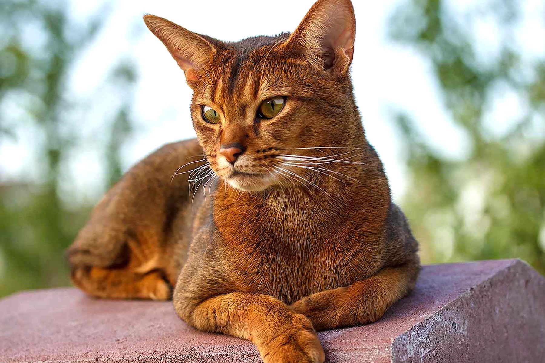 Abyssinian Wonder: The Cat of Eternal Play