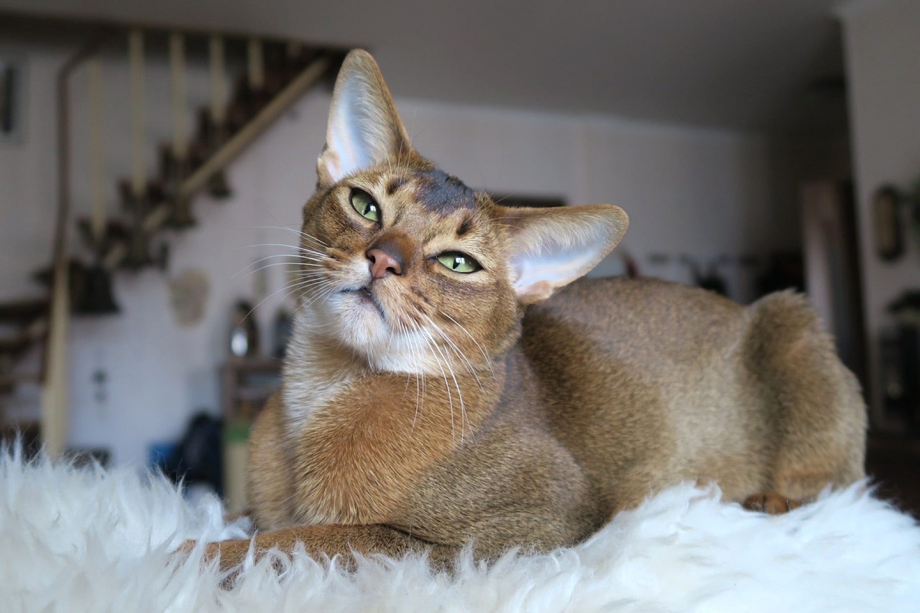 Abyssinian Wonder: The Cat of Eternal Play