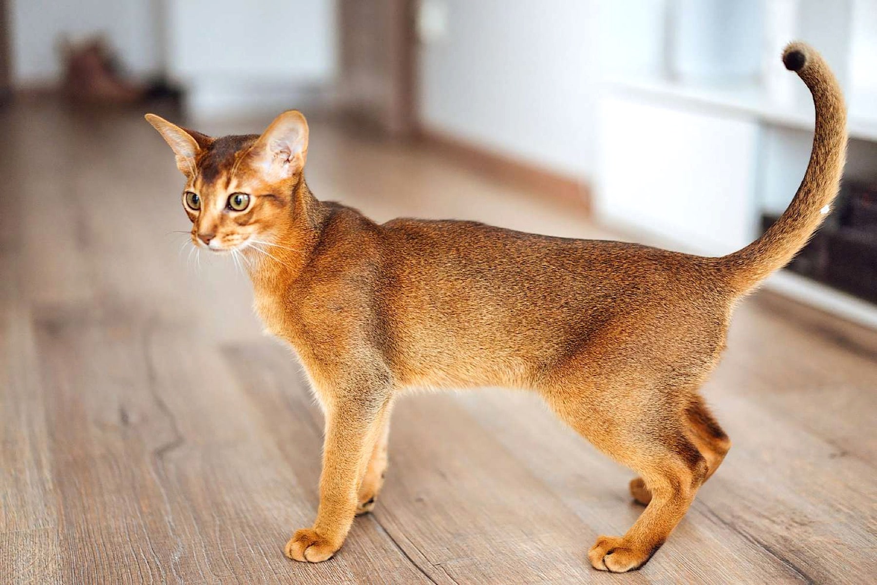 Abyssinian Wonder: The Cat of Eternal Play