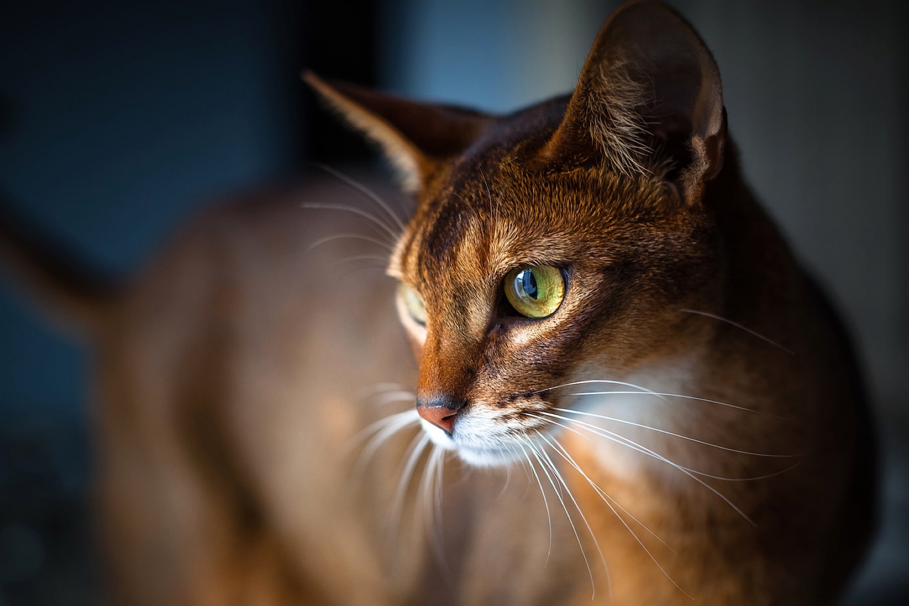 Abyssinian Wonder: The Cat of Eternal Play