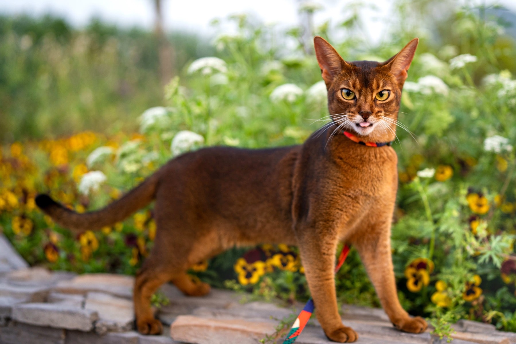 Abyssinian Wonder: The Cat of Eternal Play