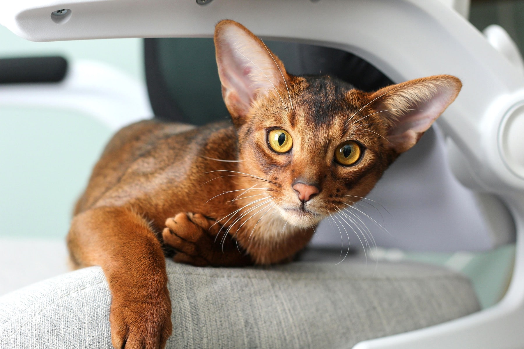 Abyssinian Wonder: The Cat of Eternal Play