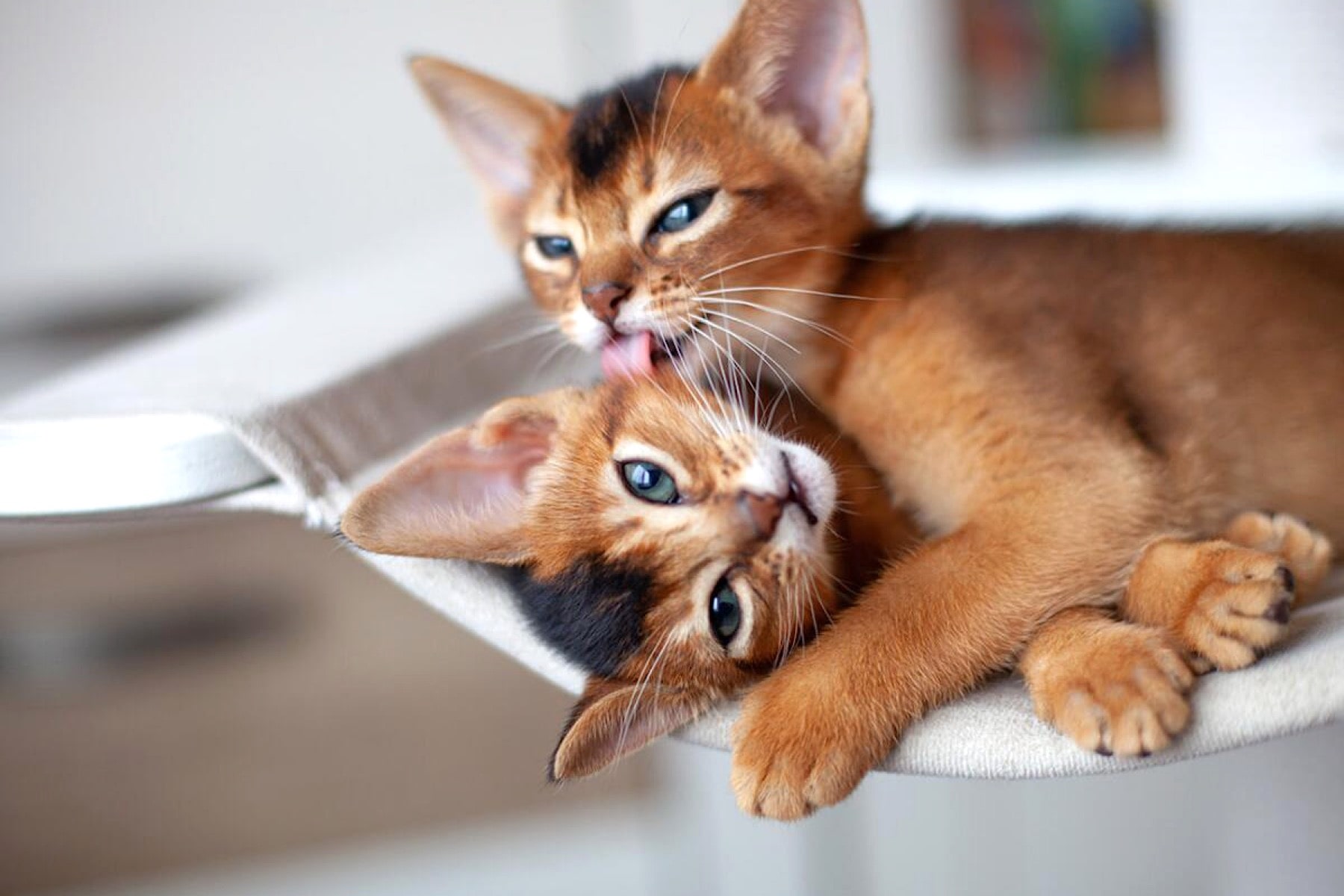 Abyssinian Wonder: The Cat of Eternal Play