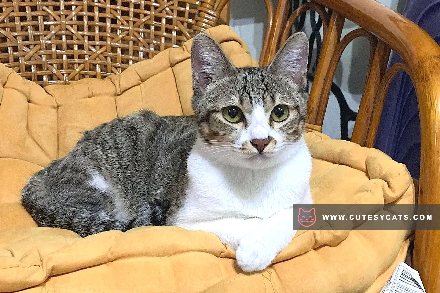 Aegean Cat: A Sunlit Spirit from the Greek Isles