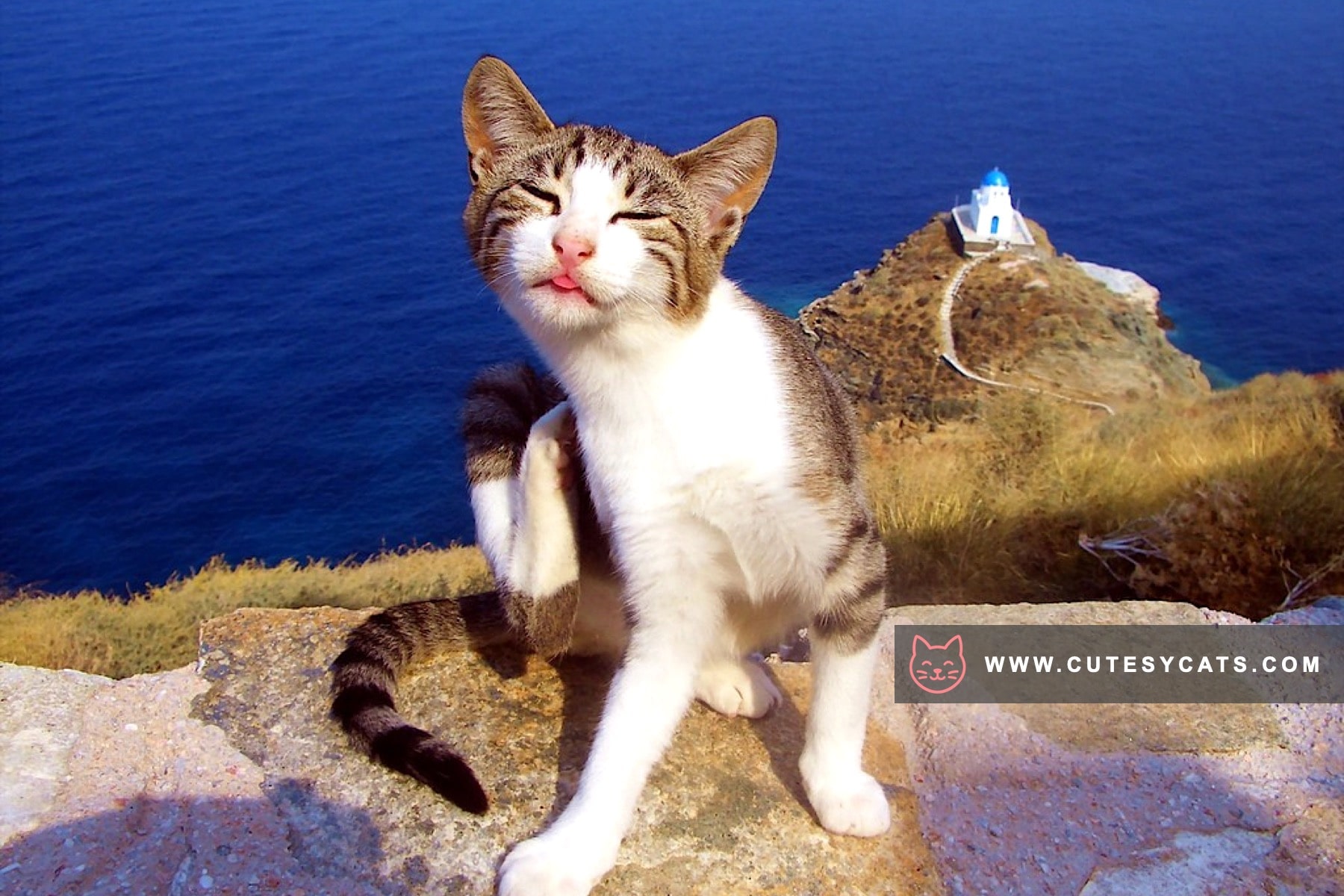 Aegean Cat: A Sunlit Spirit from the Greek Isles