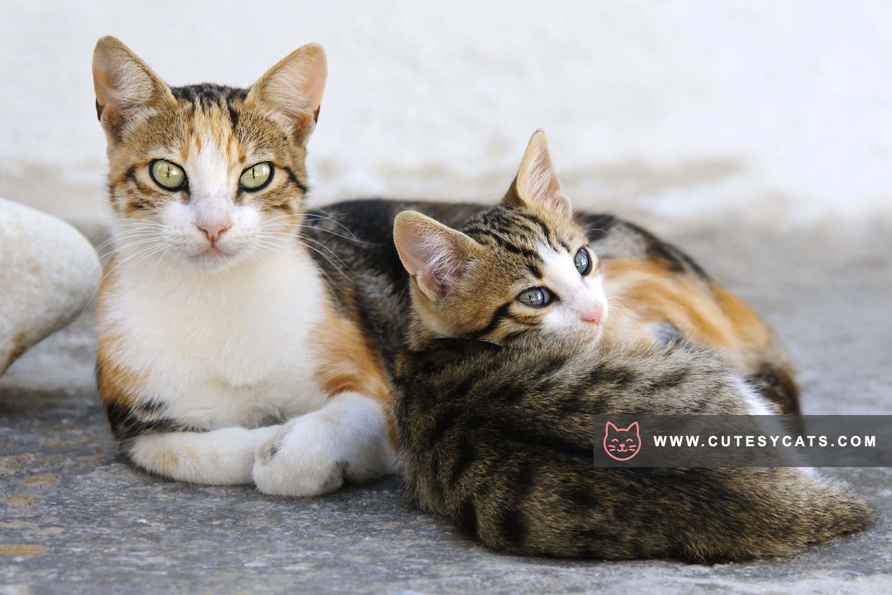 Aegean Cat: A Sunlit Spirit from the Greek Isles