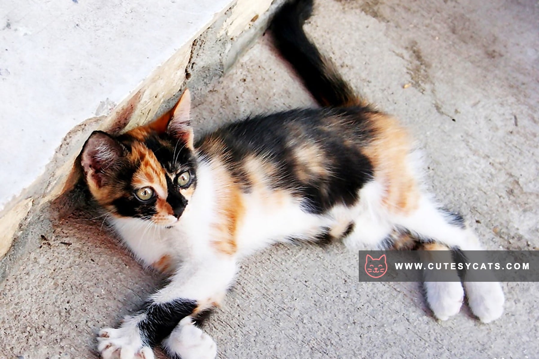 Aegean Cat: A Sunlit Spirit from the Greek Isles