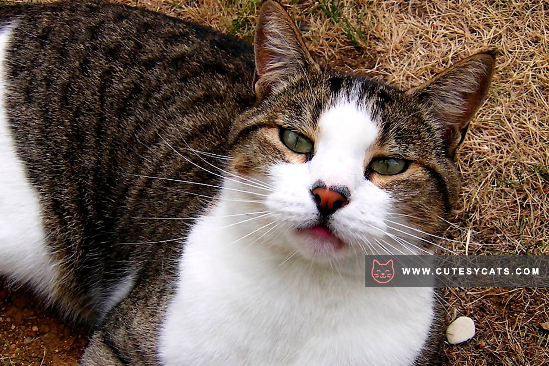 Aegean Cat: A Sunlit Spirit from the Greek Isles