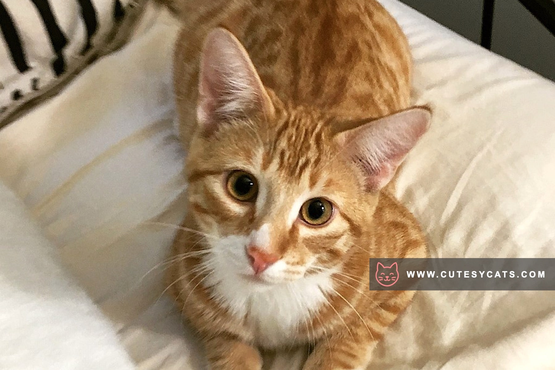 Aegean Cat: A Sunlit Spirit from the Greek Isles