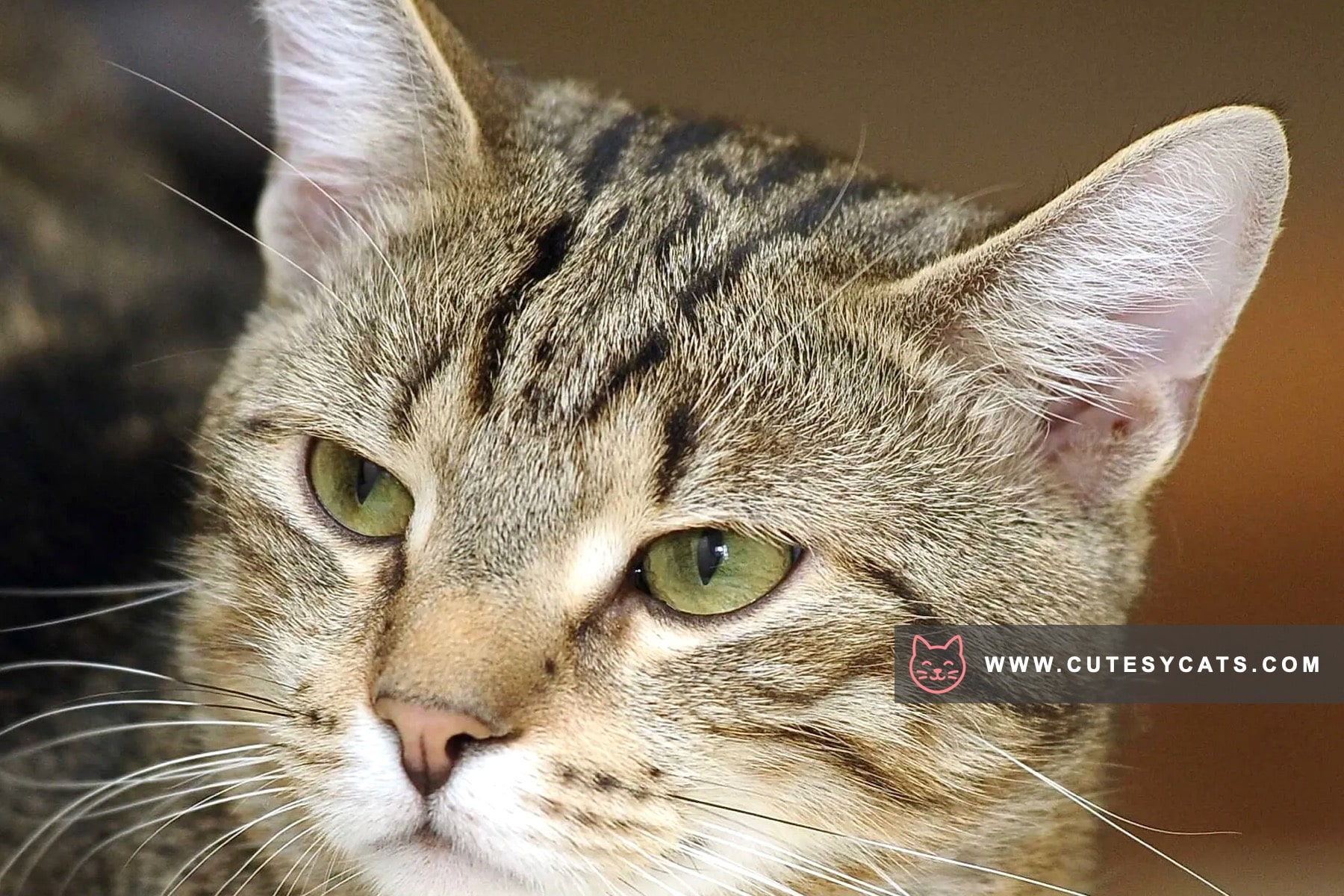 Aegean Cat: A Sunlit Spirit from the Greek Isles