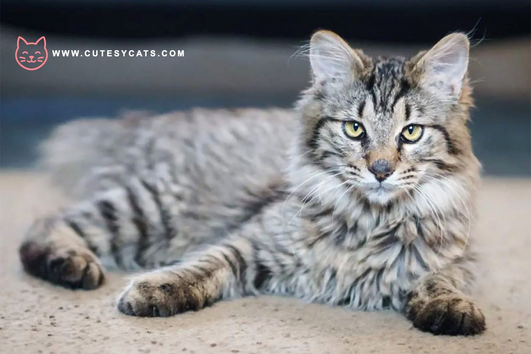 American Bobtail: Playful, Loyal, and Full of Spirit