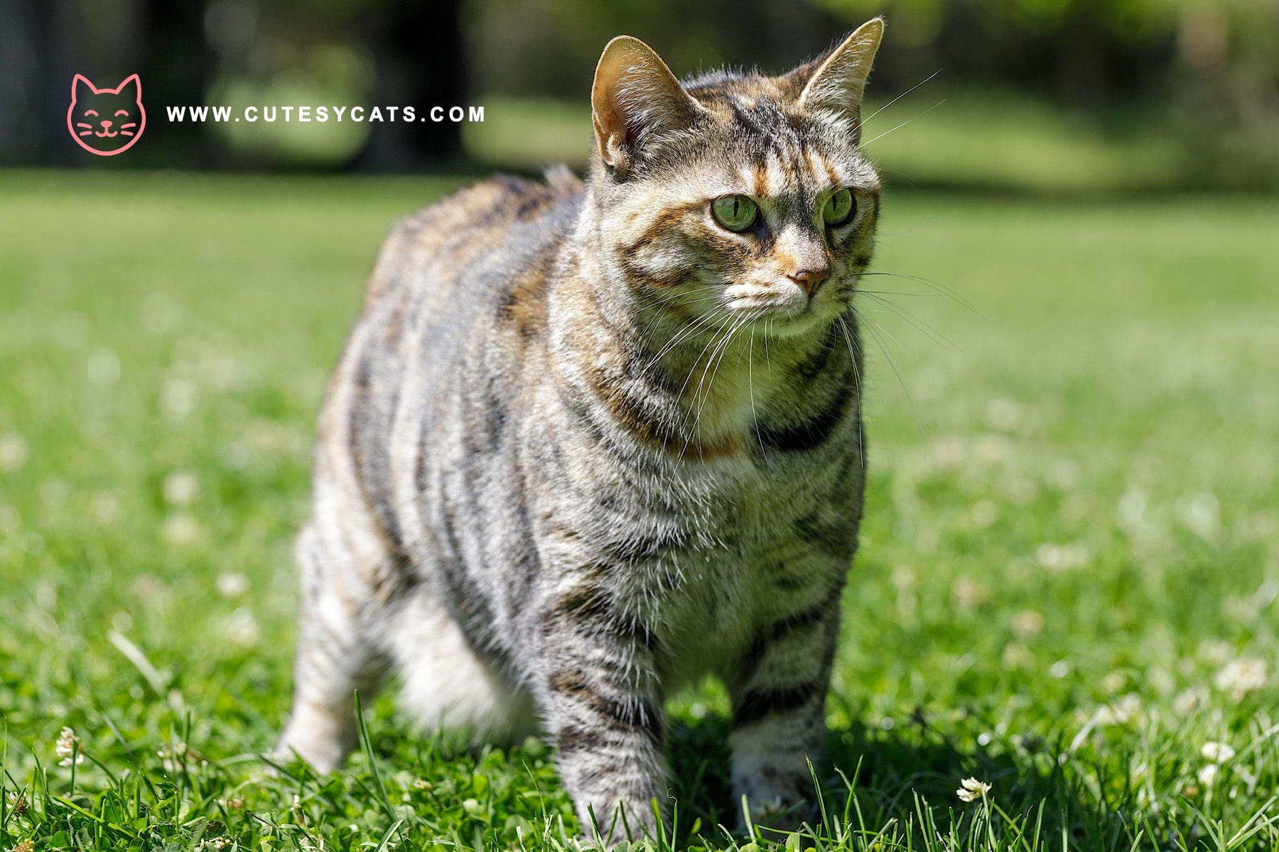 American Bobtail: Playful, Loyal, and Full of Spirit