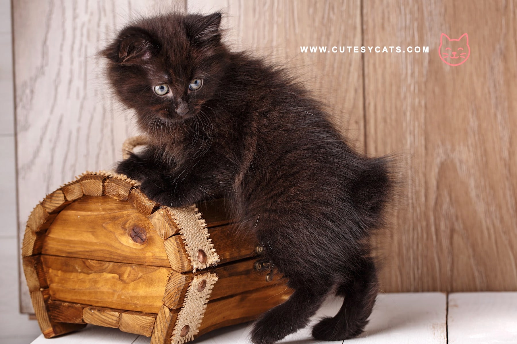 American Bobtail: Playful, Loyal, and Full of Spirit