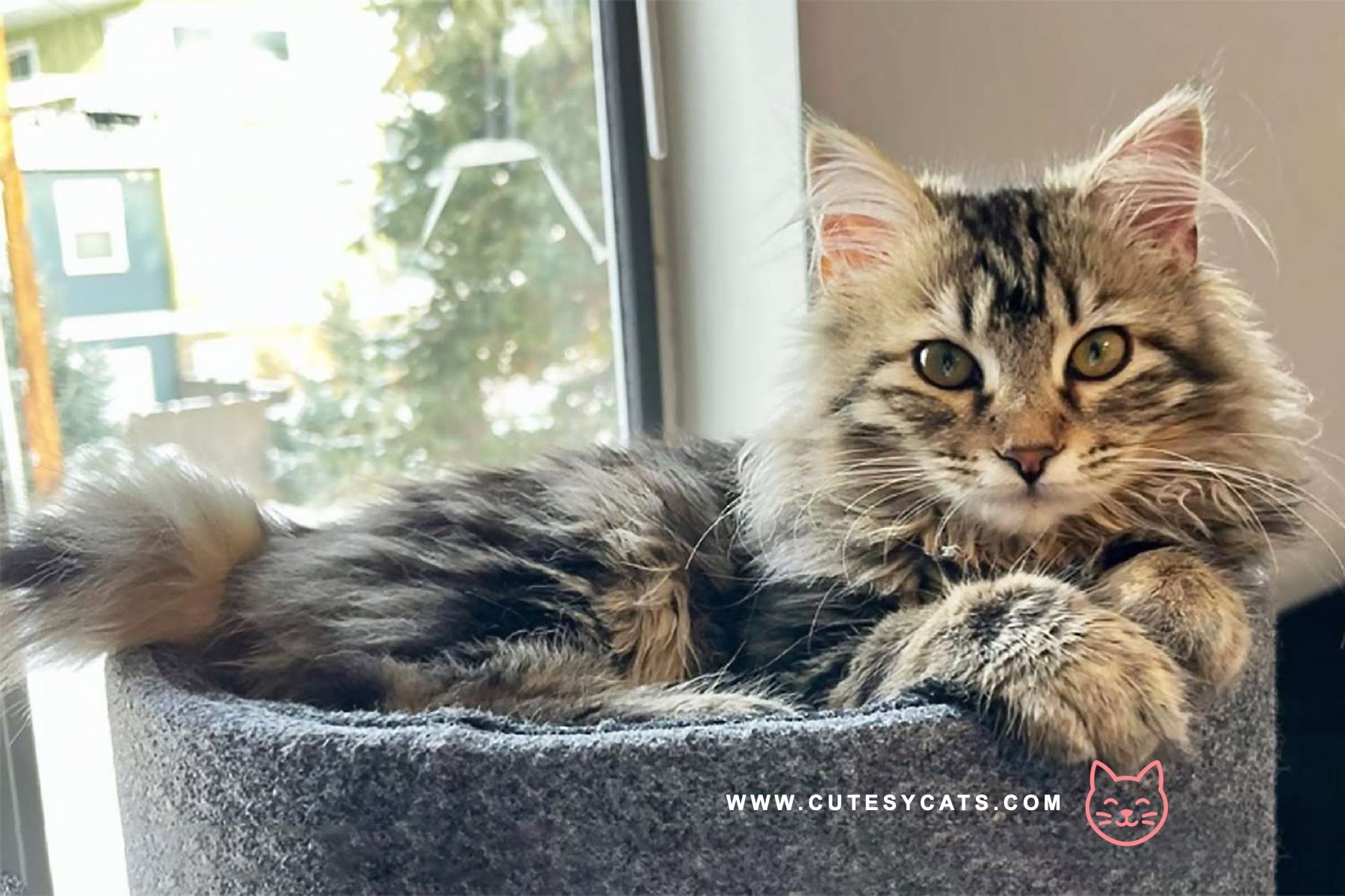 American Bobtail: Playful, Loyal, and Full of Spirit