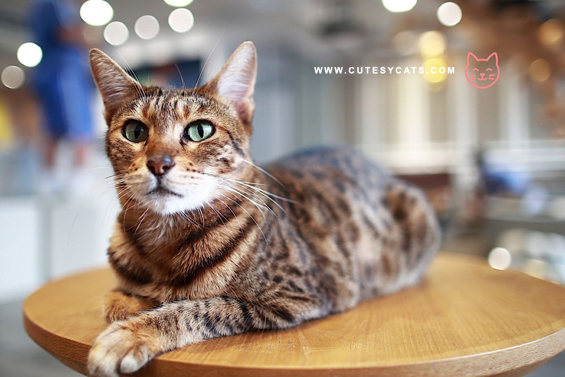 American Bobtail: Playful, Loyal, and Full of Spirit