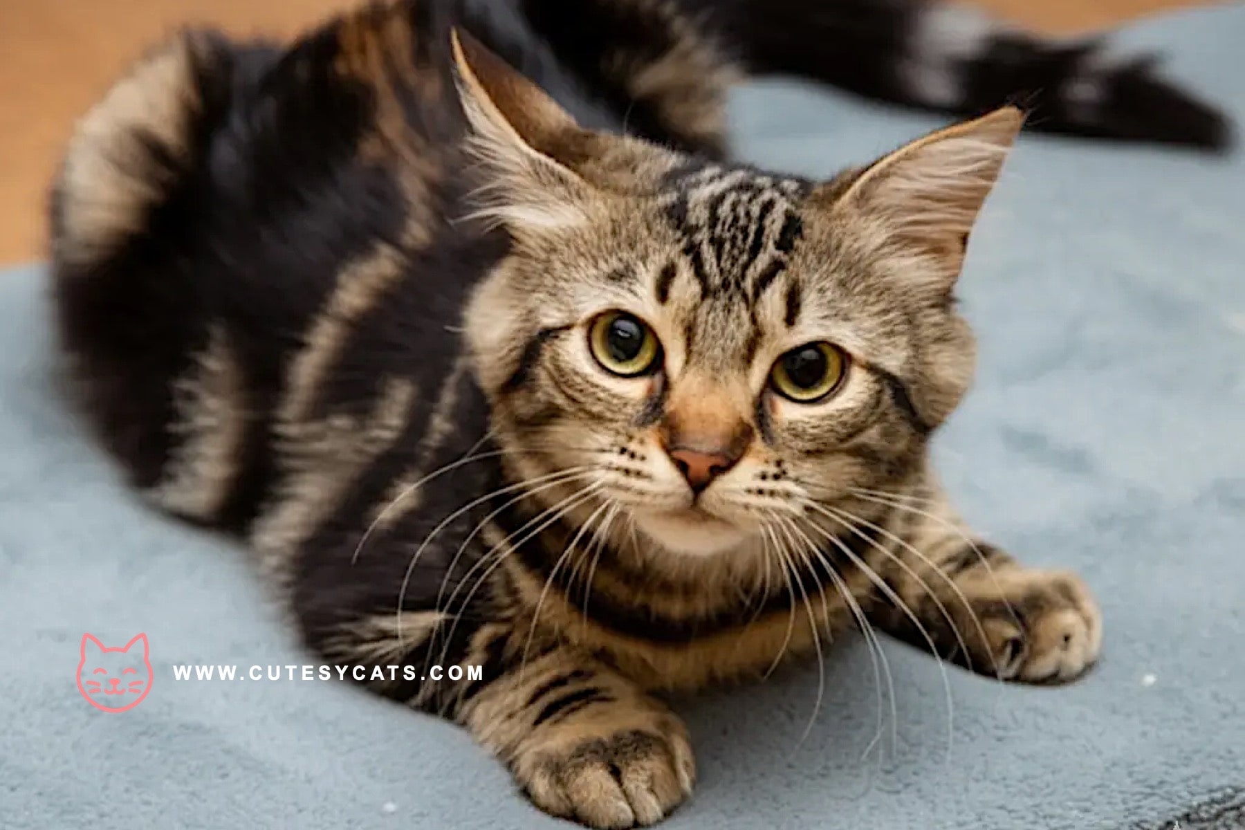 American Bobtail: Playful, Loyal, and Full of Spirit