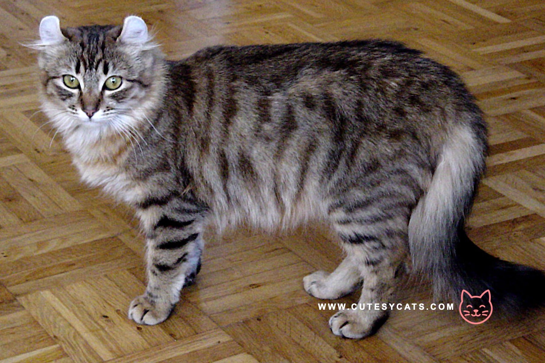 American Curl Cat: The Adorable Kitty with Curled Ears?
