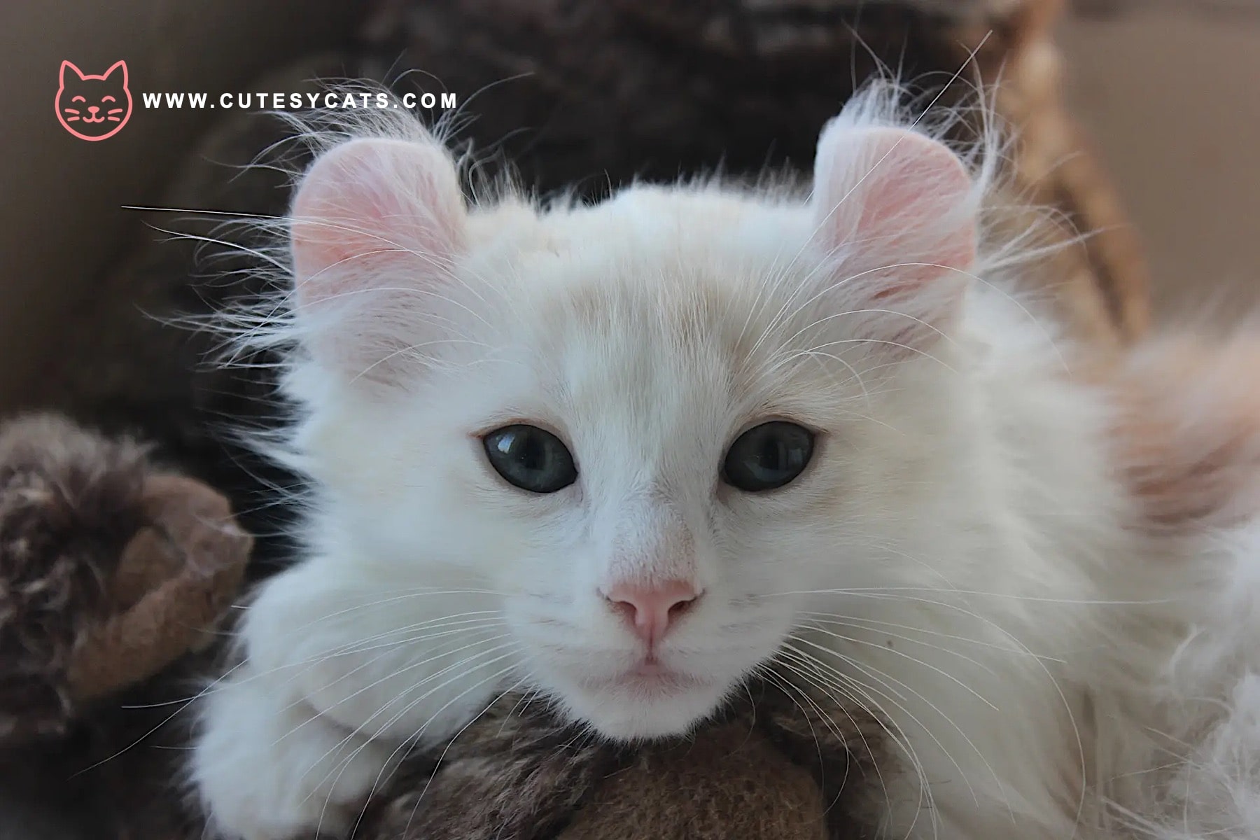 American Curl Cat: The Adorable Kitty with Curled Ears?