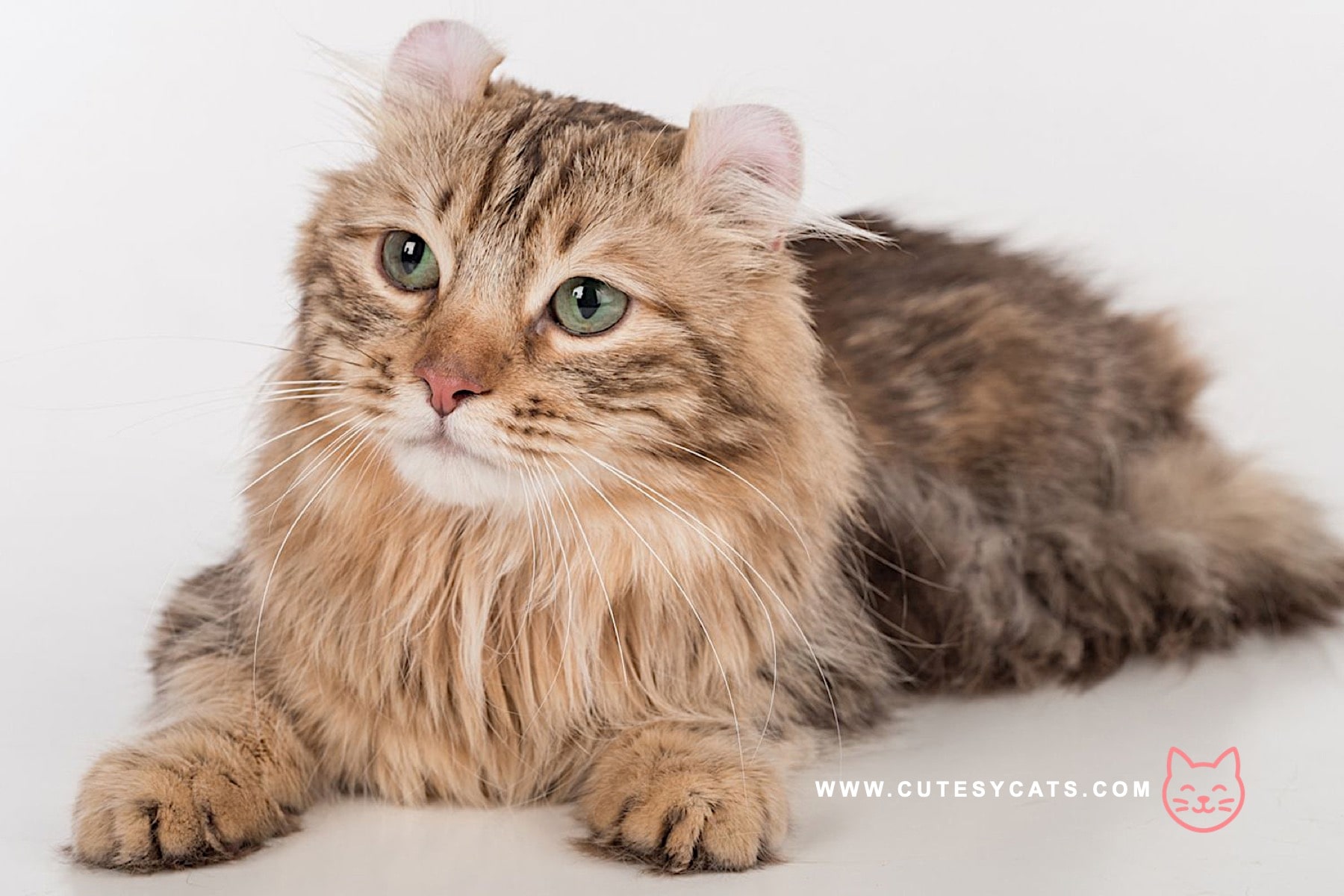 American Curl Cat: The Adorable Kitty with Curled Ears?