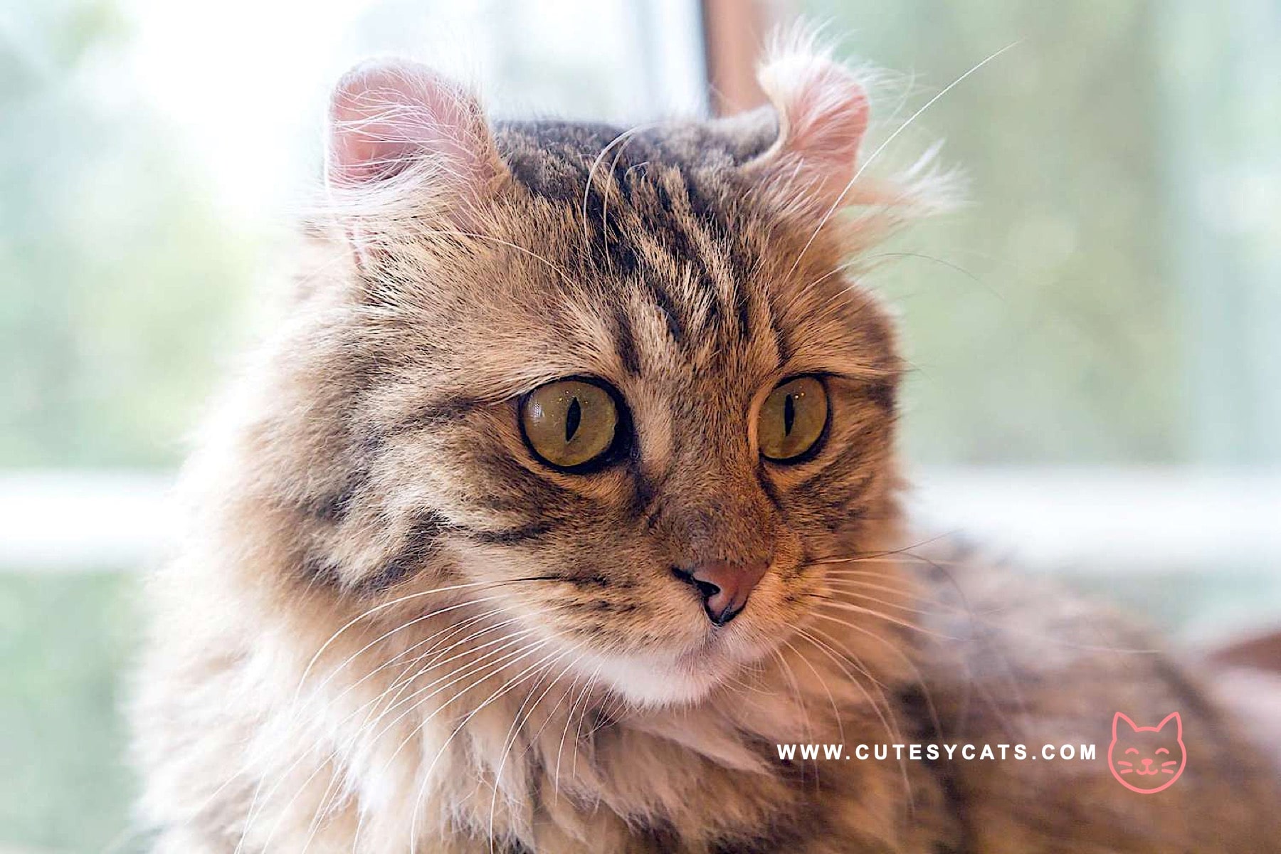 American Curl Cat: The Adorable Kitty with Curled Ears?