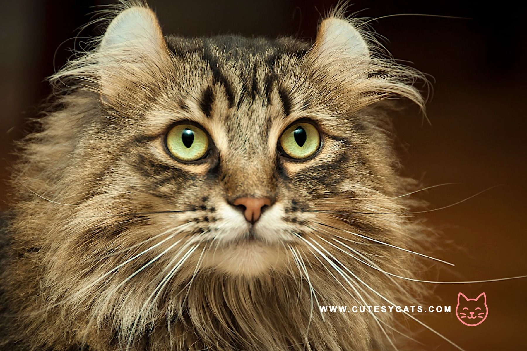 American Curl Cat: The Adorable Kitty with Curled Ears?
