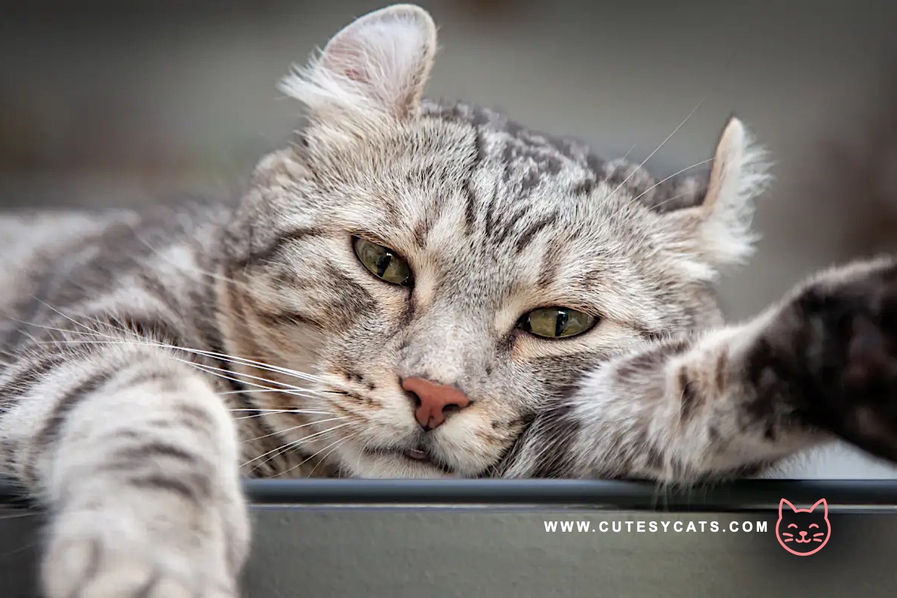 American Curl Cat: The Adorable Kitty with Curled Ears?