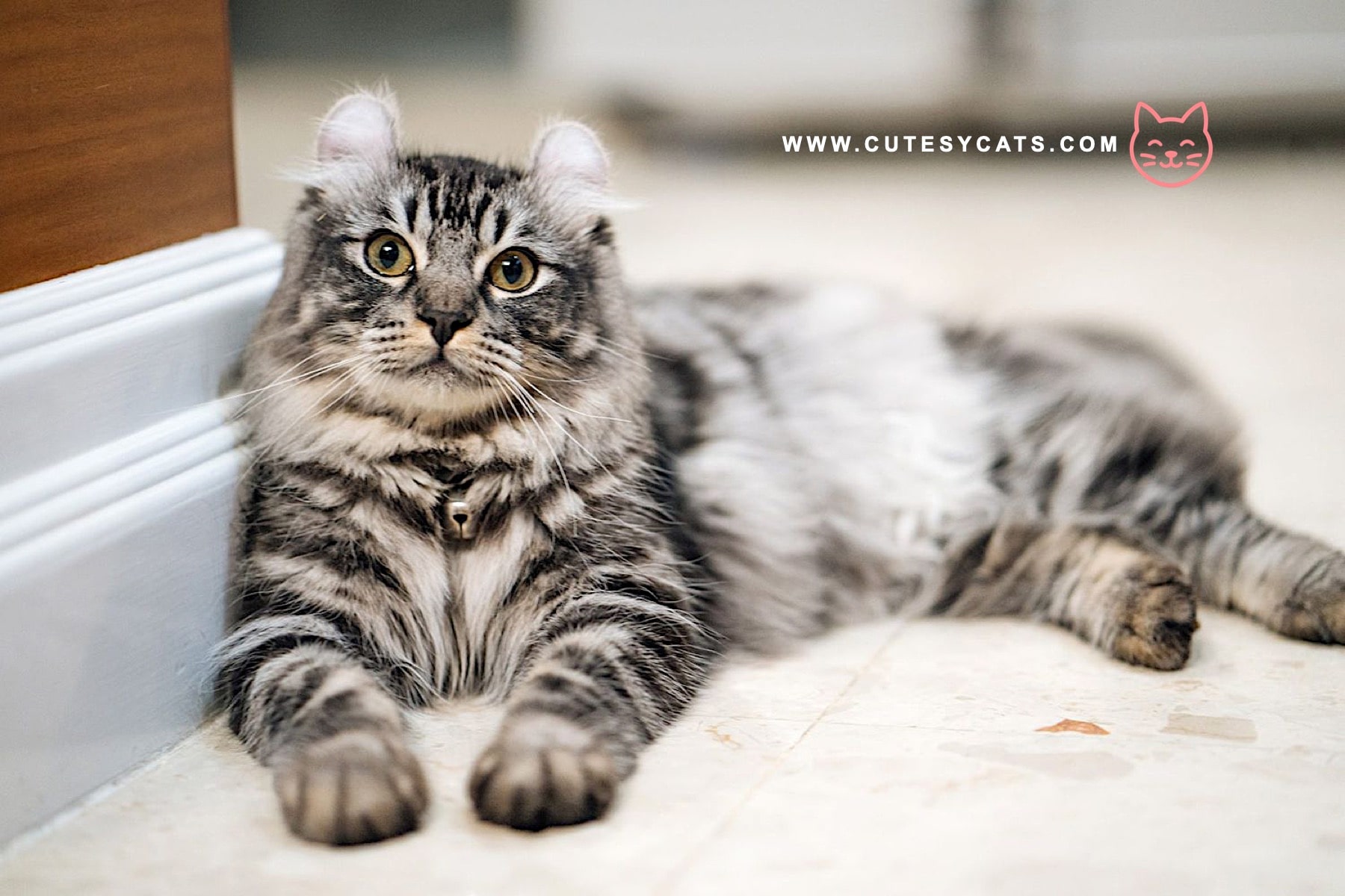American Curl Cat: The Adorable Kitty with Curled Ears?