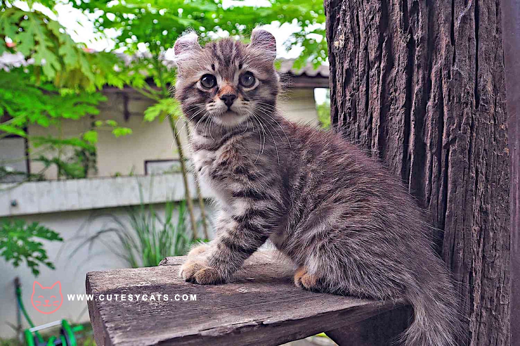 American Curl Cat: The Adorable Kitty with Curled Ears?