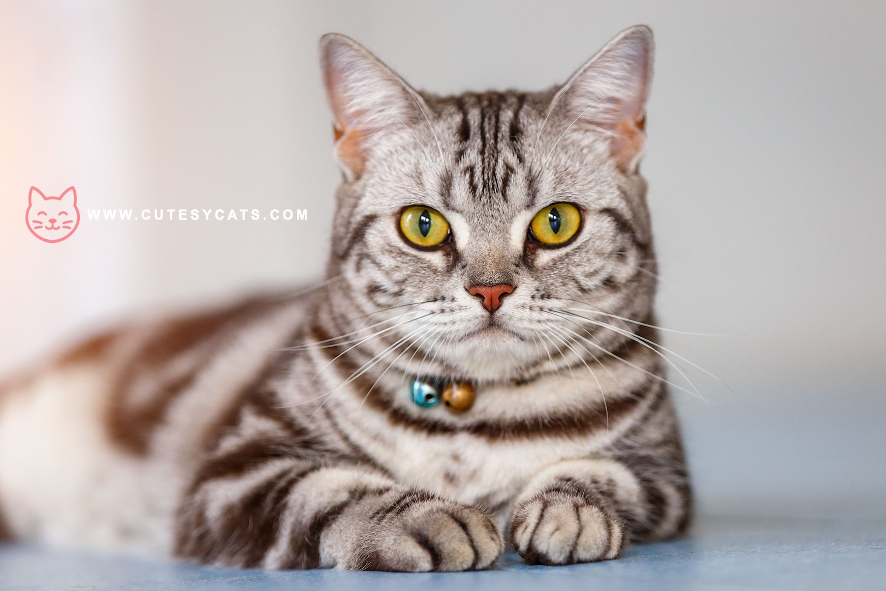 American Shorthair Cat: The Hunter With a Gentle Soul