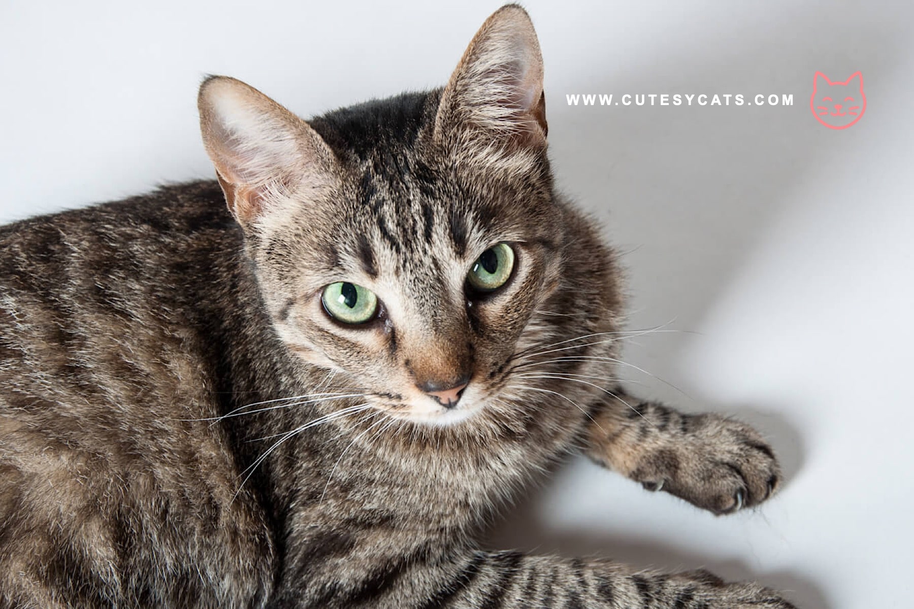 American Shorthair Cat: The Hunter With a Gentle Soul
