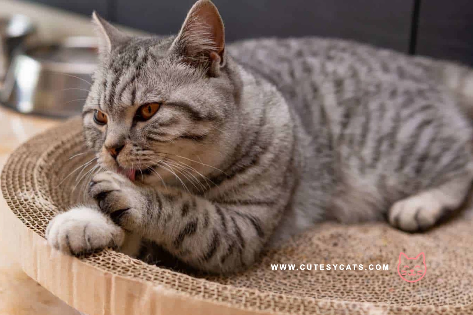 American Shorthair Cat: The Hunter With a Gentle Soul
