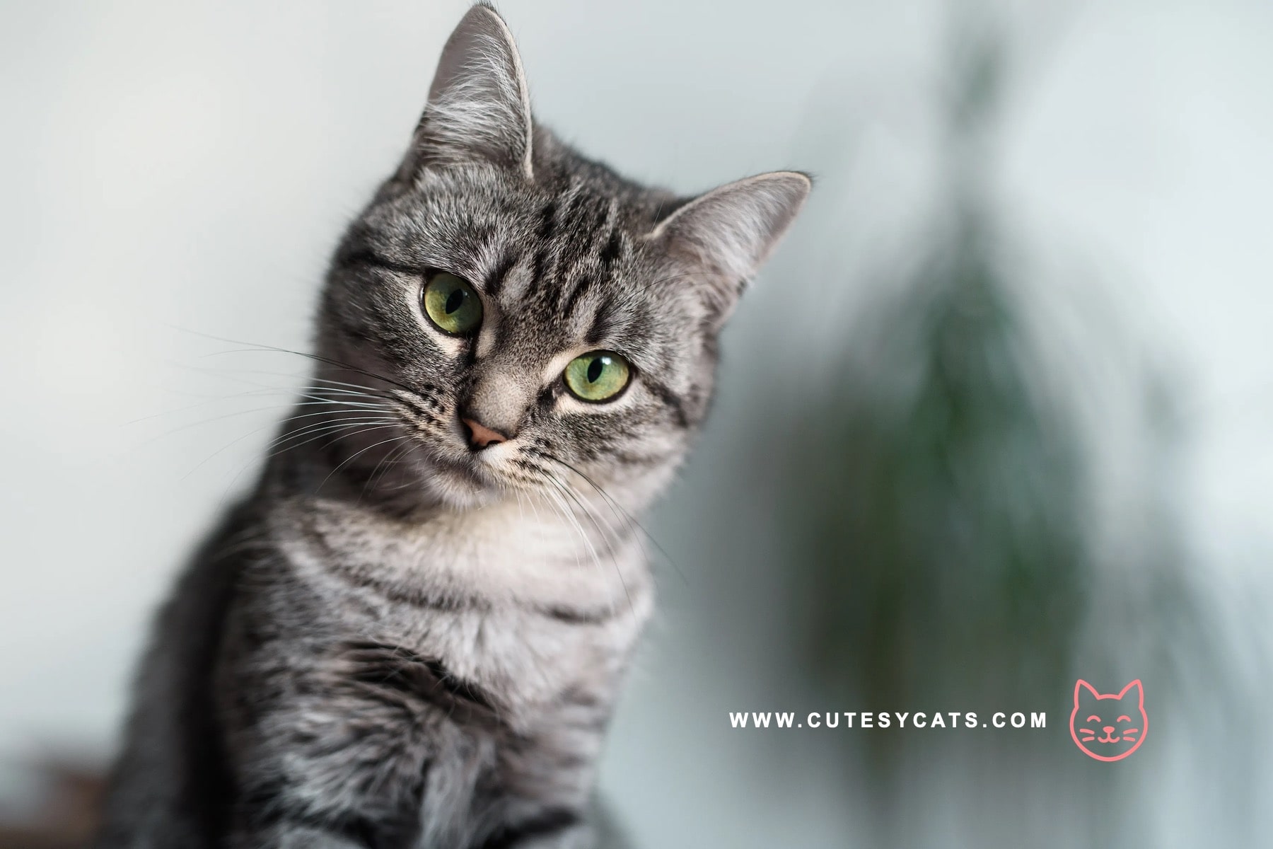 American Shorthair Cat: The Hunter With a Gentle Soul