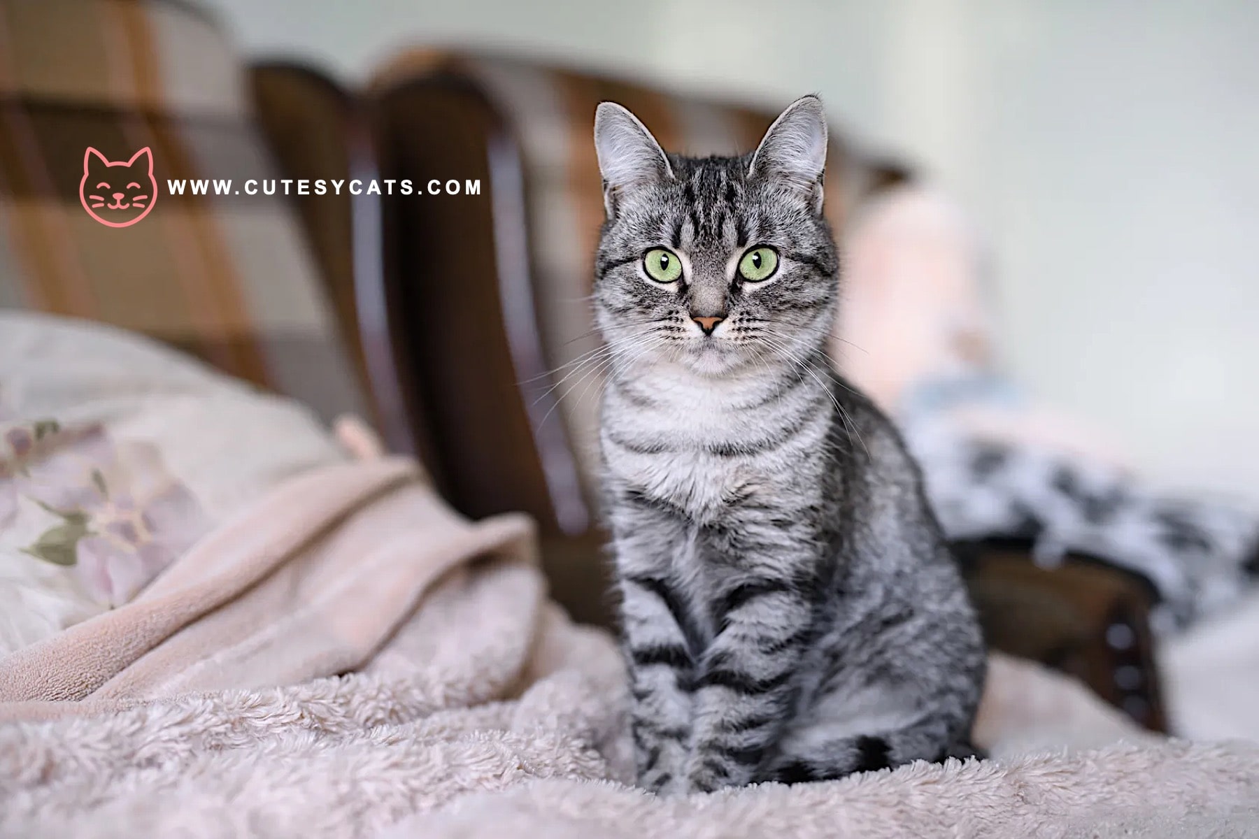 American Shorthair Cat: The Hunter With a Gentle Soul
