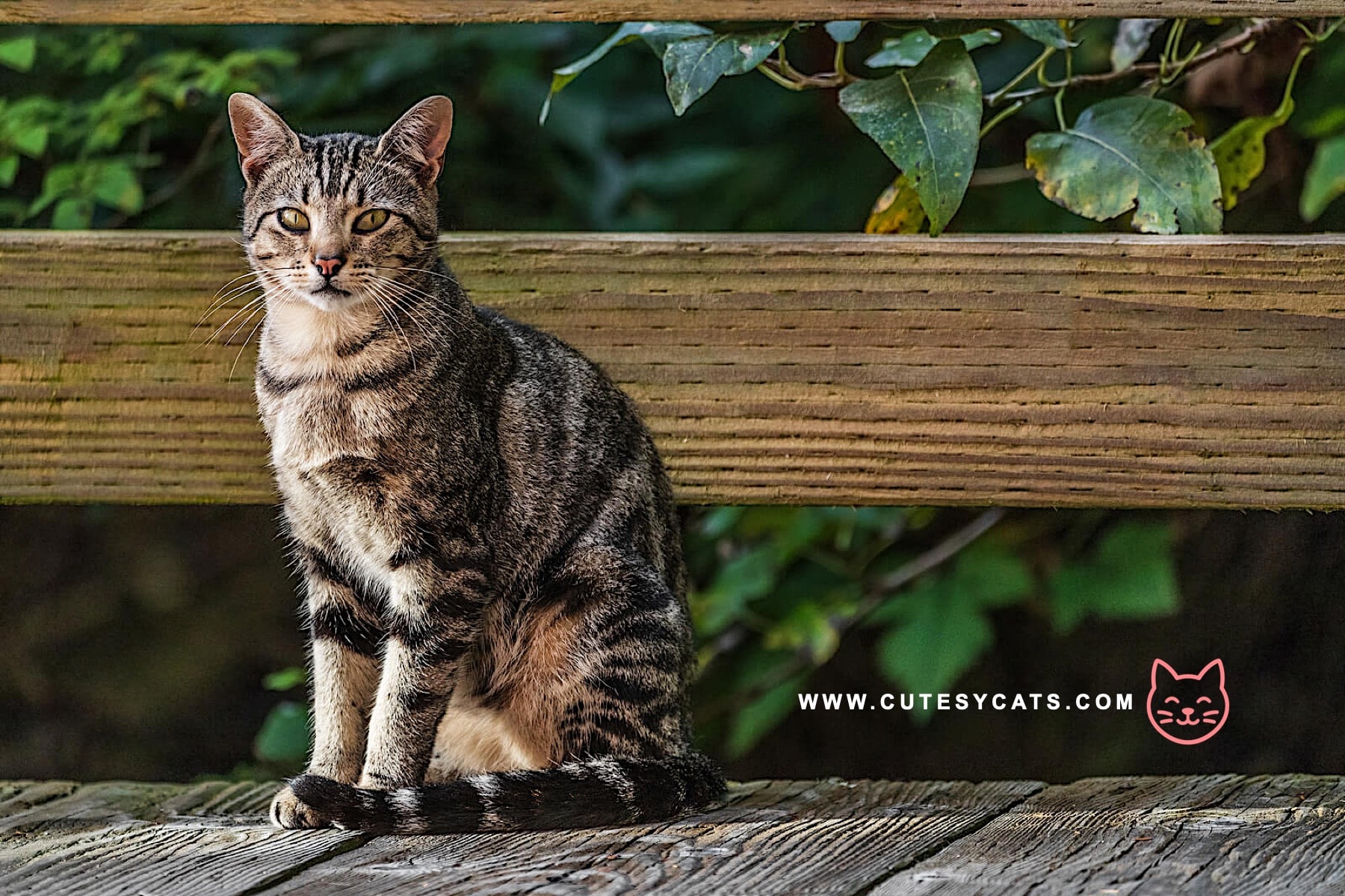 American Shorthair Cat: The Hunter With a Gentle Soul