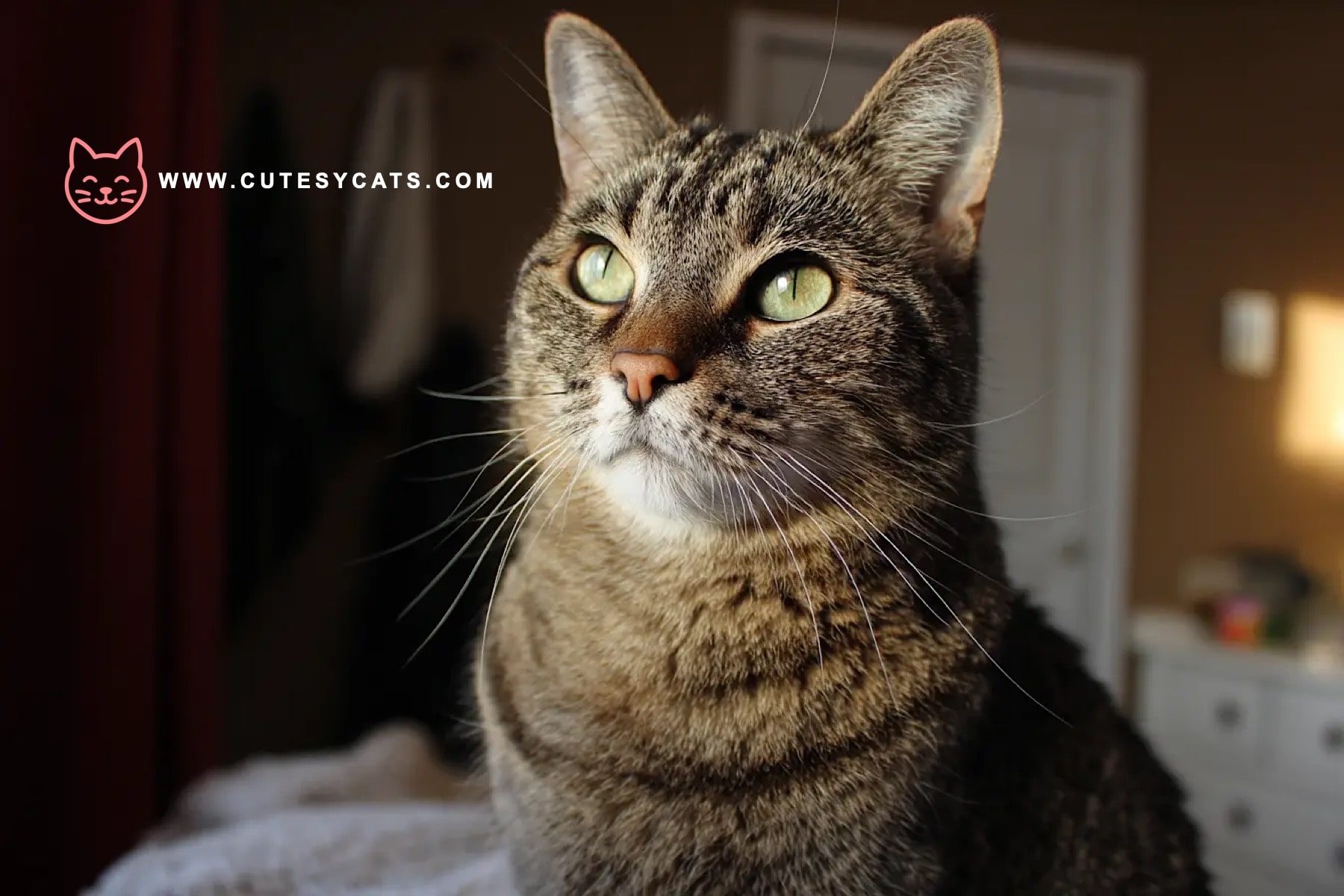 American Shorthair Cat: The Hunter With a Gentle Soul