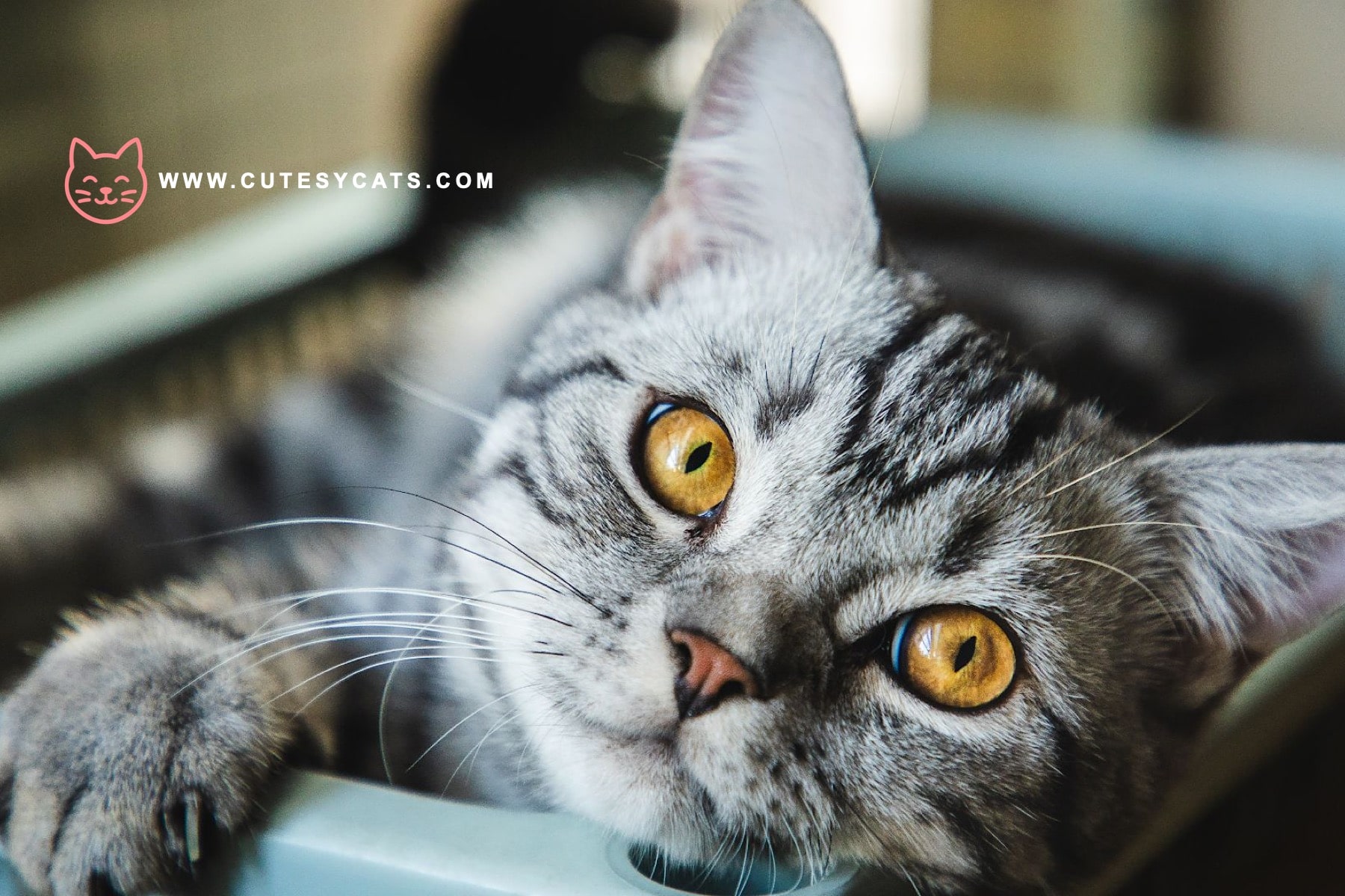 American Shorthair Cat: The Hunter With a Gentle Soul