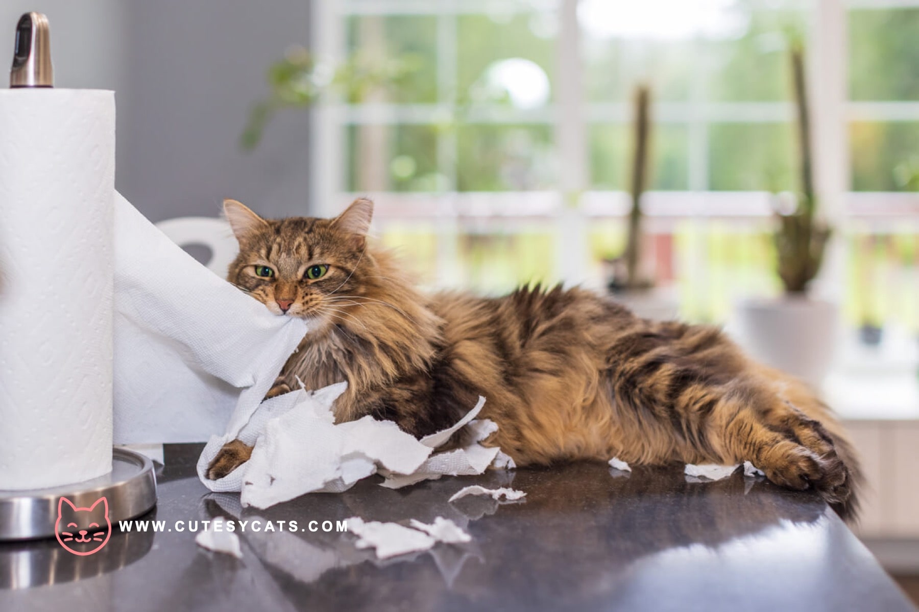 Are We Calling Cats the Wrong Way All Along?