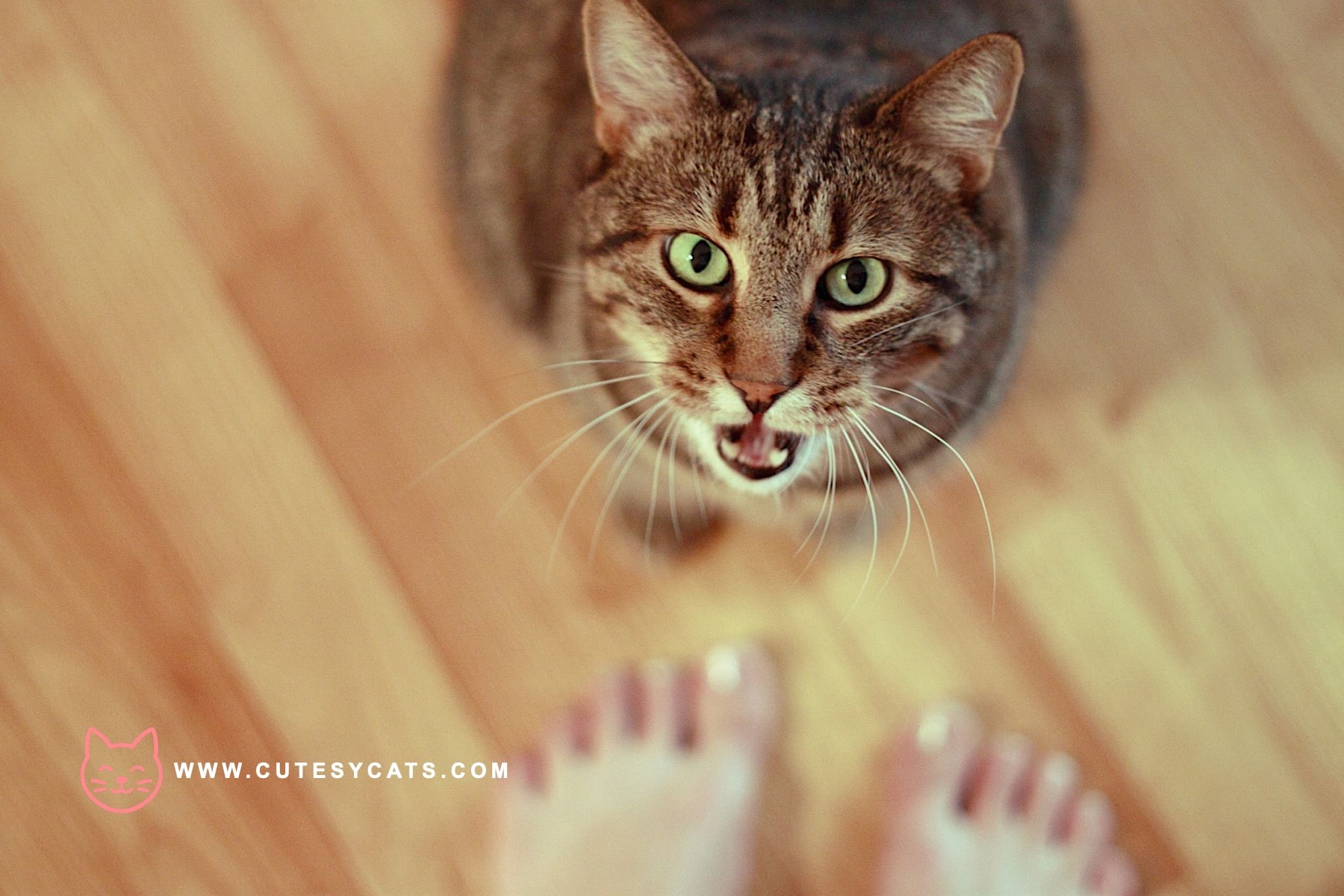 Are We Calling Cats the Wrong Way All Along?