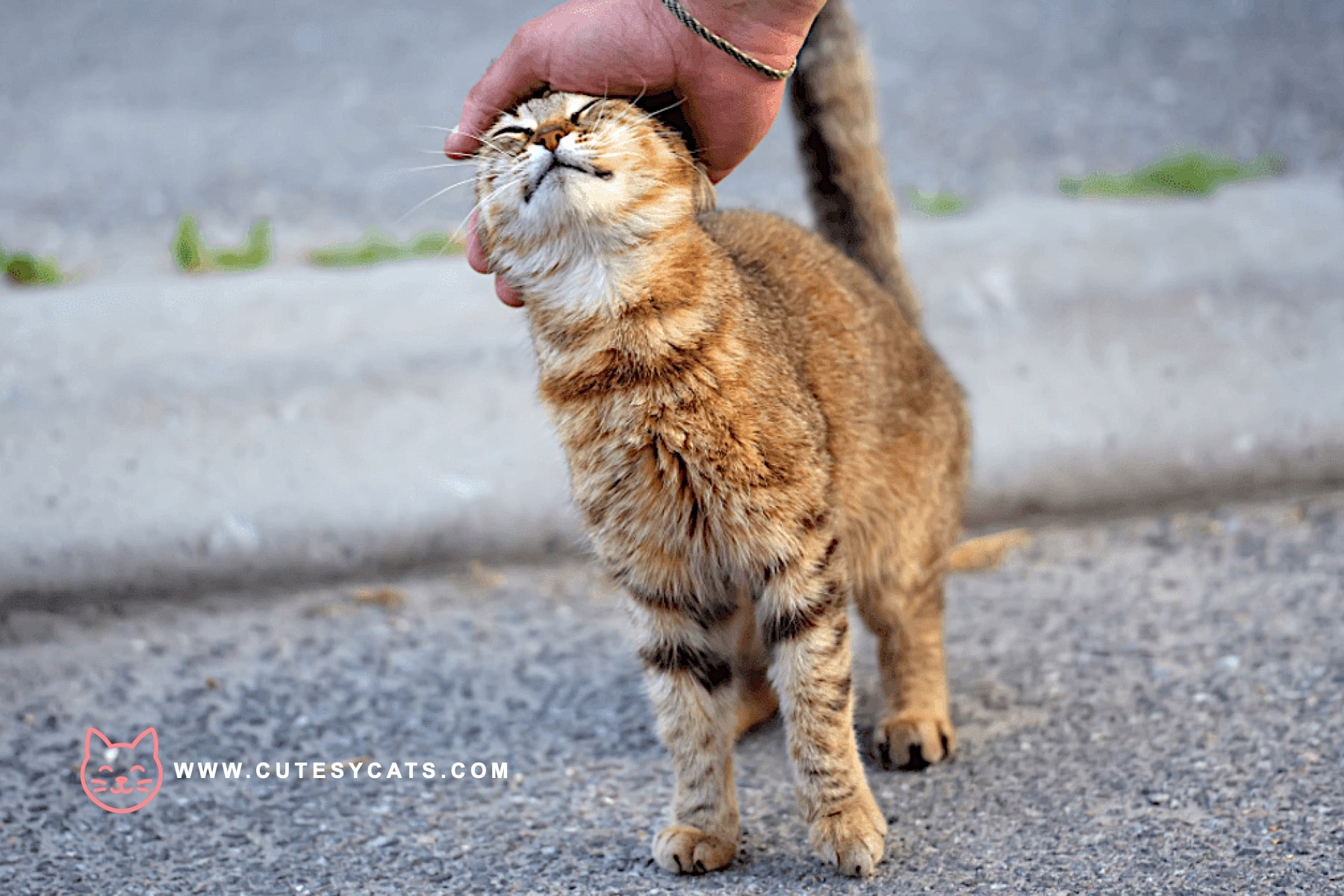 Are We Calling Cats the Wrong Way All Along?