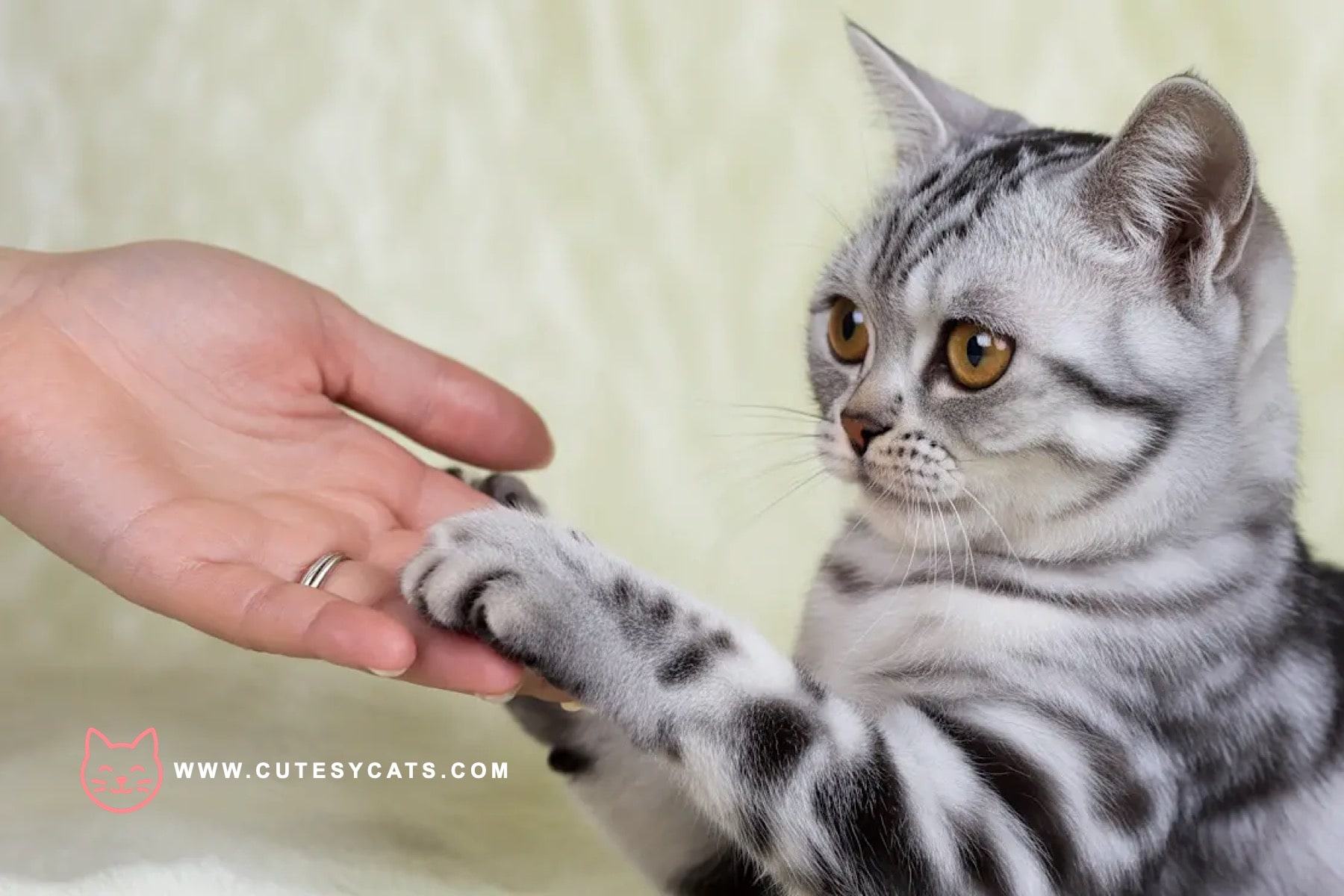 Are We Calling Cats the Wrong Way All Along?