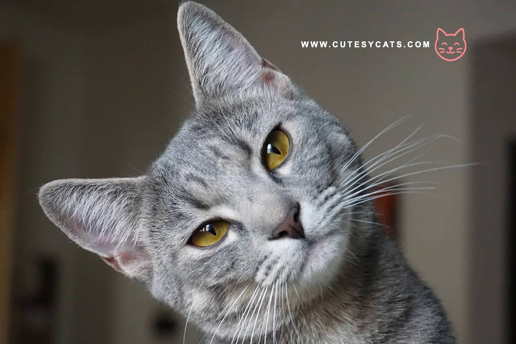 Are We Calling Cats the Wrong Way All Along?