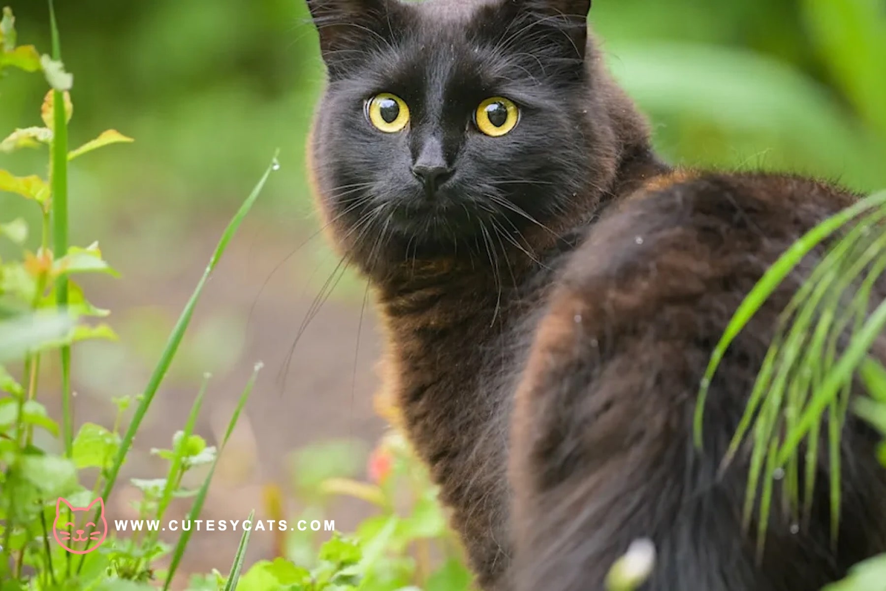 Black Cat Overjoyed as Mom Returns From Work Trip