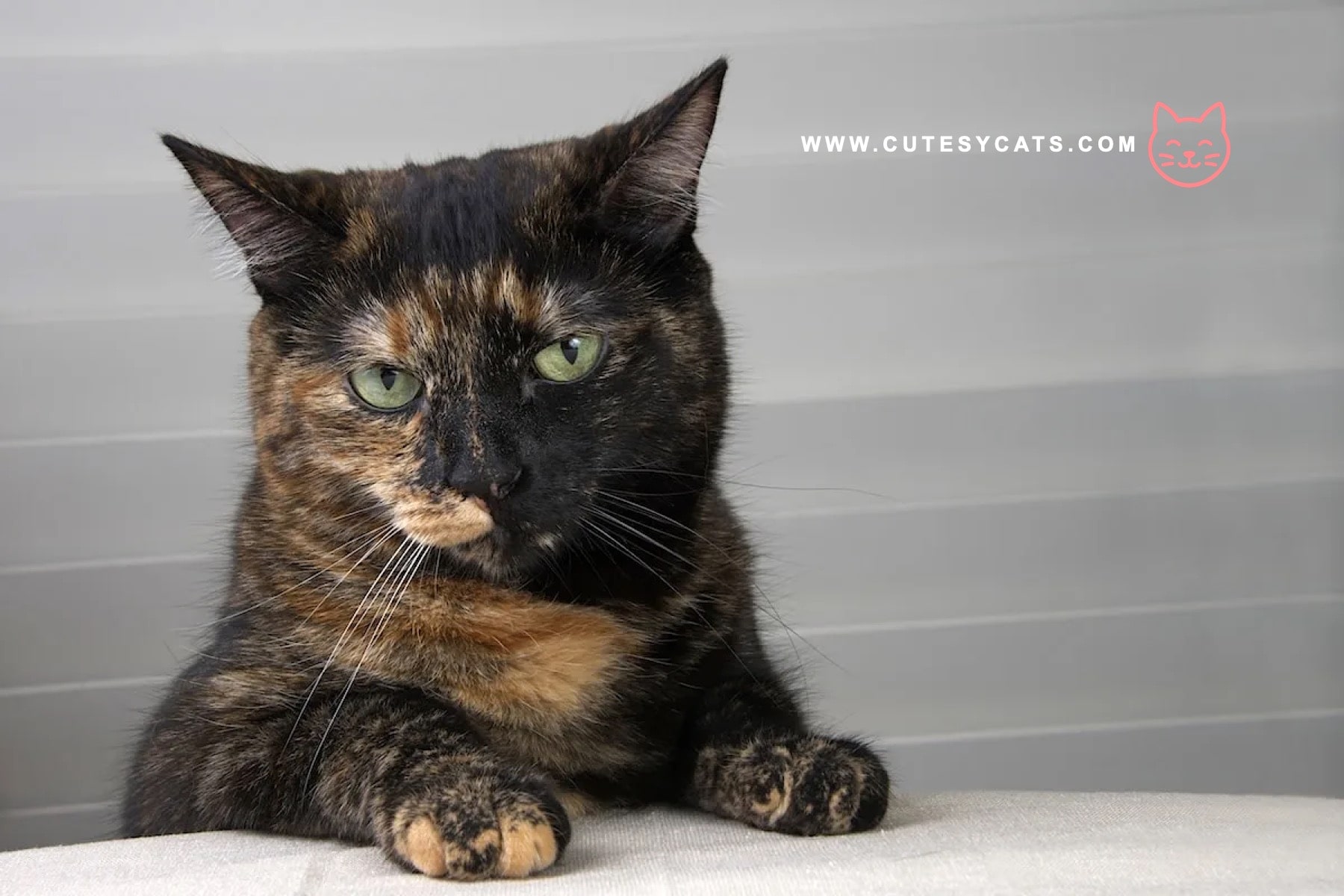 Black Cat Overjoyed as Mom Returns From Work Trip