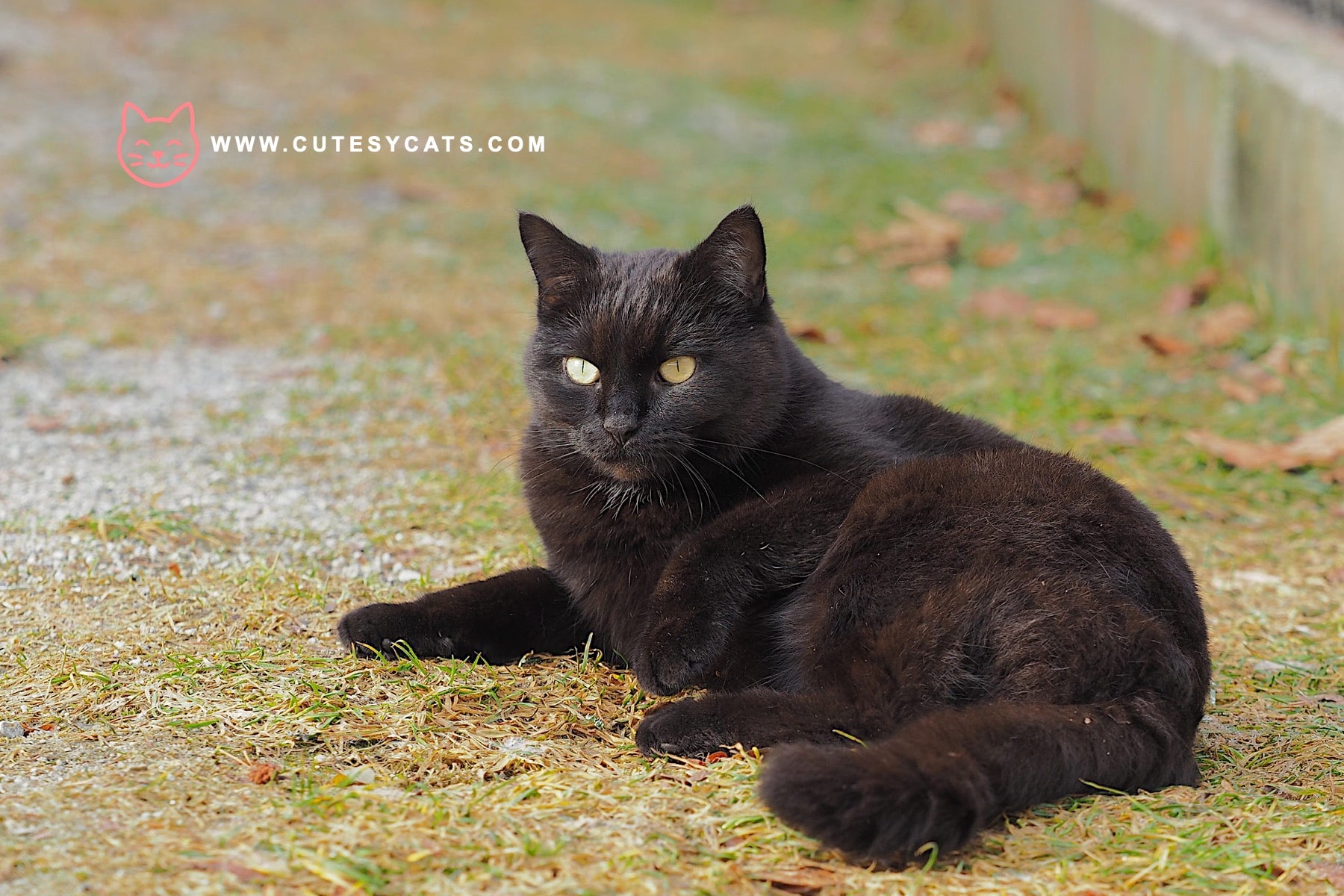 Black Cat Overjoyed as Mom Returns From Work Trip