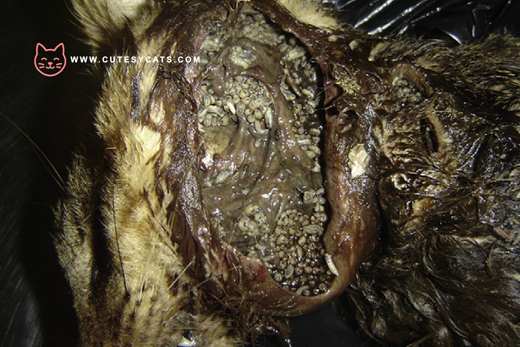 Can Cats Finally Be Treated for New World Screwworm?